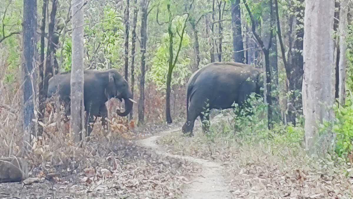 दुगली वन क्षेत्र में पहुंचे दो दंतैल हाथी, वन विभाग ने जारी किया अलर्ट
