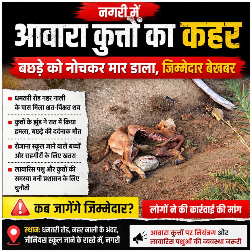 नगरी में आवारा कुत्तों का कहर: बछड़े को नोचकर मार डाला, जिम्मेदार बेखबर